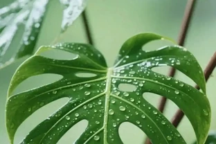 龜背芋換盆就死？老花農透露「3不2要」秘訣，新手照做不黃葉不腐根