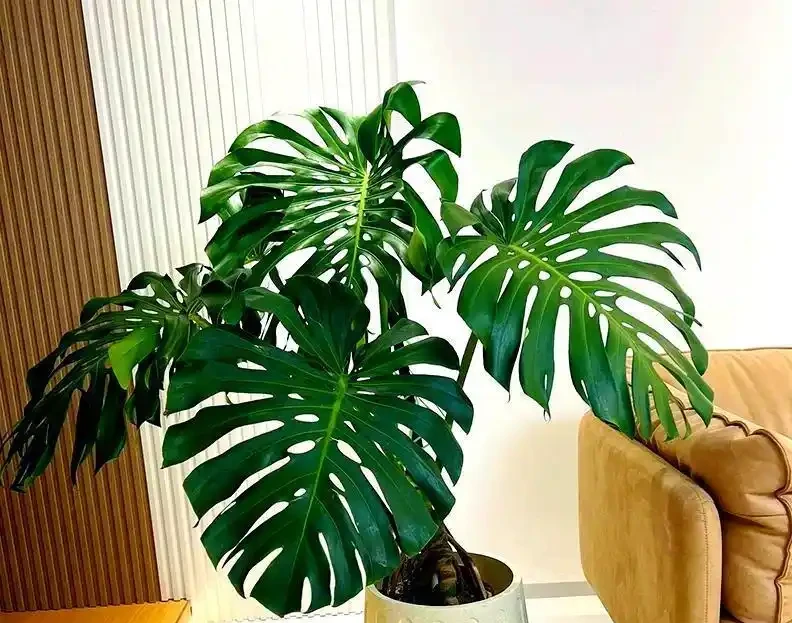 龜背芋「垂頭喪氣」別慌!從腐根到缺水,手把手教你分級救治,15天重現油綠挺拔