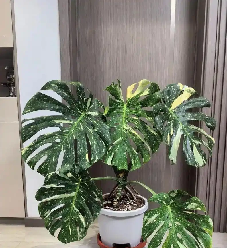 龜背芋「垂頭喪氣」別慌!從腐根到缺水,手把手教你分級救治,15天重現油綠挺拔