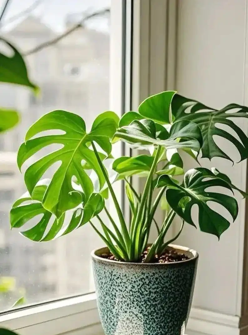 龜背芋「垂頭喪氣」別慌!從腐根到缺水,手把手教你分級救治,15天重現油綠挺拔