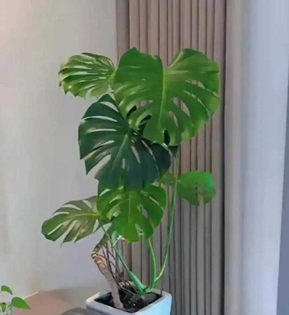 龜背芋「垂頭喪氣」別慌!從腐根到缺水,手把手教你分級救治,15天重現油綠挺拔