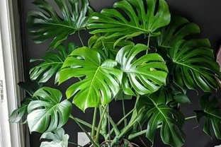 龜背芋「垂頭喪氣」別慌！從腐根到缺水，手把手教你分級救治，15天重現油綠挺拔