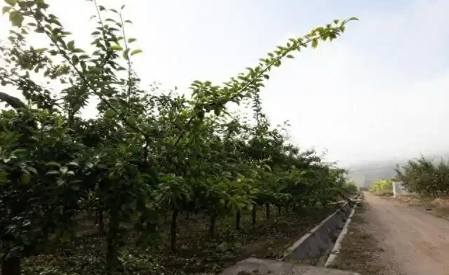 果樹旺長危害及控制辦法