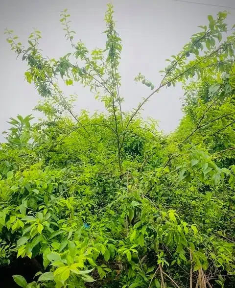果樹旺長危害及控制辦法
