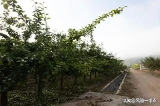 果樹旺長危害及控制辦法