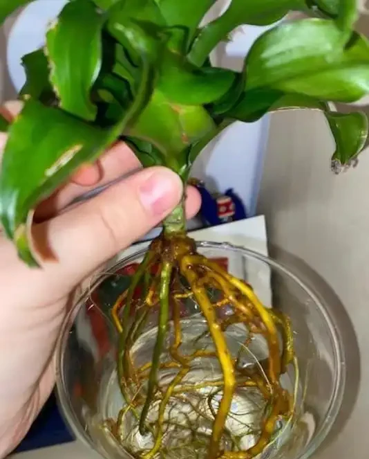 先看根，再看葉