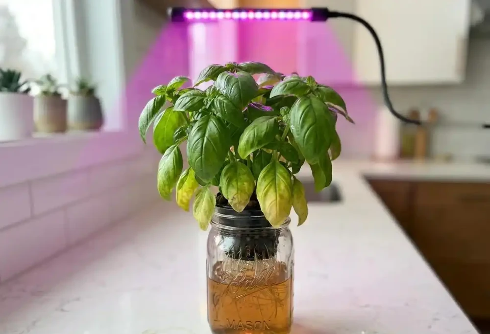 水耕植物葉子發黃