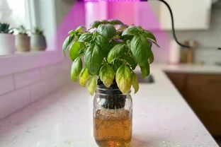 水耕植物葉子發黃，是缺光還是腐根？先查這幾個原因