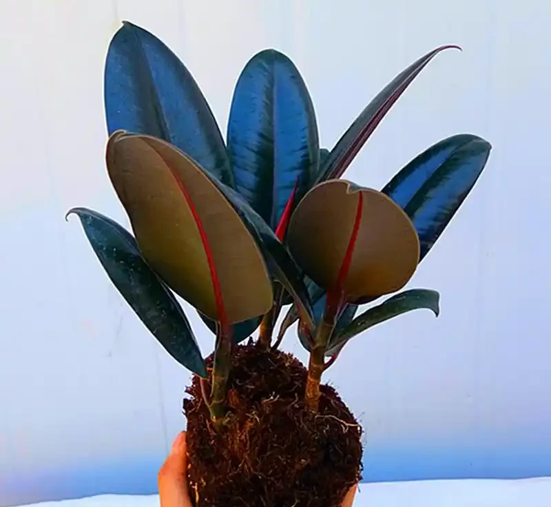 北方室內養花別瞎折騰!這8種「硬骨頭」,耐陰耐幹還油亮,半個月不管照樣瘋長