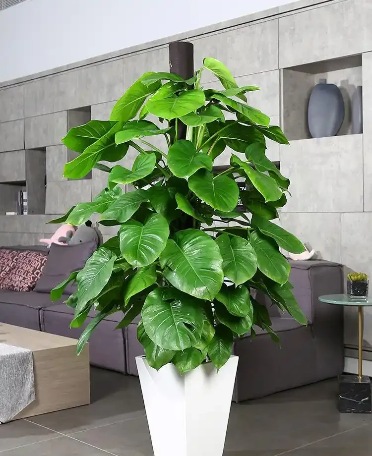 北方室內養花別瞎折騰!這8種「硬骨頭」,耐陰耐幹還油亮,半個月不管照樣瘋長