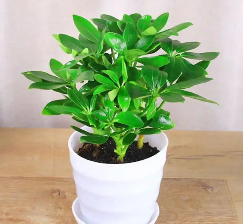 北方室內養花別瞎折騰!這8種「硬骨頭」,耐陰耐幹還油亮,半個月不管照樣瘋長