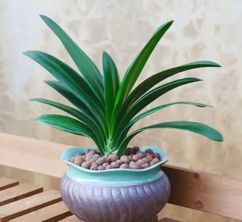 北方室內養花別瞎折騰!這8種「硬骨頭」,耐陰耐幹還油亮,半個月不管照樣瘋長