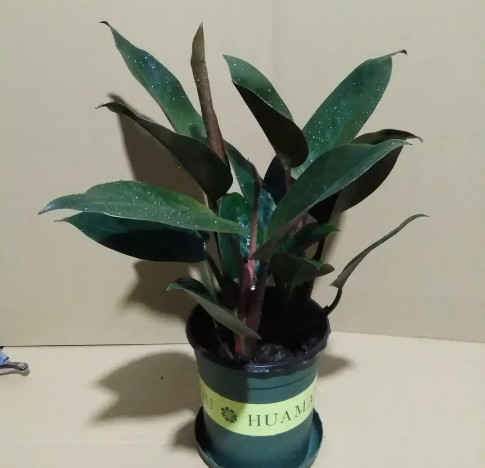 北方室內養花別瞎折騰!這8種「硬骨頭」,耐陰耐幹還油亮,半個月不管照樣瘋長