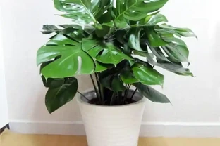 北方室內養花別瞎折騰！這8種「硬骨頭」，耐陰耐幹還油亮，半個月不管照樣瘋長