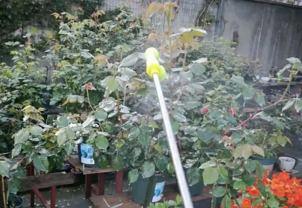 澆花的水裡加點「料」，保證你的花葉綠繁茂，花都長瘋了