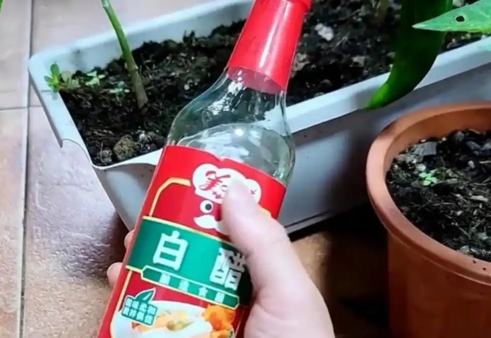 澆花的水裡加點「料」，保證你的花葉綠繁茂，花都長瘋了