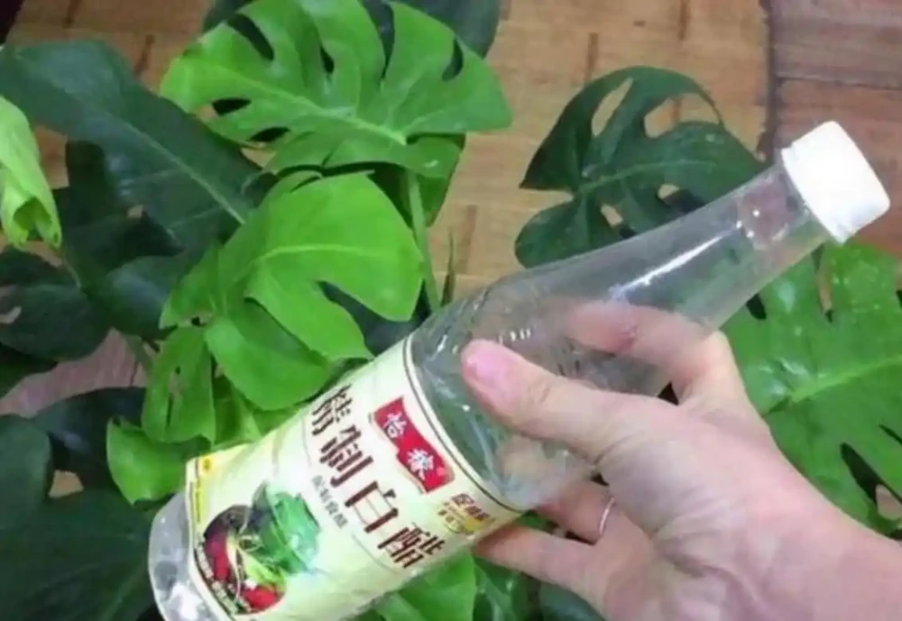 澆花的水裡加點「料」，保證你的花葉綠繁茂，花都長瘋了