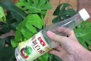 澆花的水裡加點「料」，保證你的花葉綠繁茂，花都長瘋了