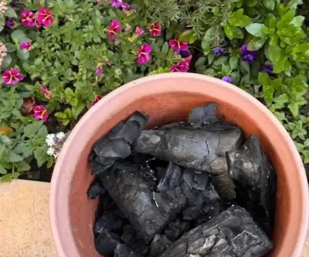 老花農絕不外傳的盆底秘方:墊上這幾樣「垃圾」,十年不腐根,葉子油亮瘋長