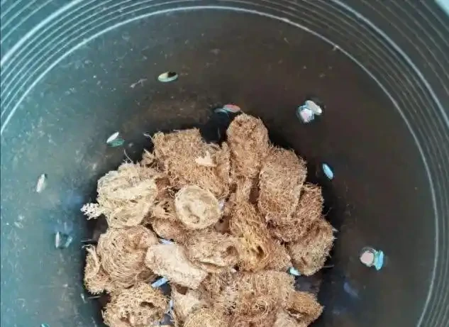老花農絕不外傳的盆底秘方:墊上這幾樣「垃圾」,十年不腐根,葉子油亮瘋長
