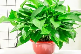 老花農絕不外傳的盆底秘方：墊上這幾樣「垃圾」，十年不腐根，葉子油亮瘋長