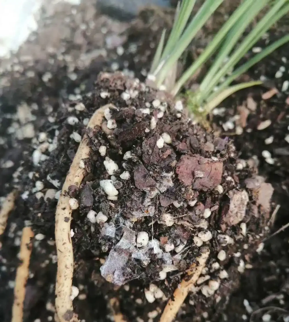 南方怕腐根,北方怕乾死?一套「動態配土法」全搞定,讓你的蘭花在哪都能旺