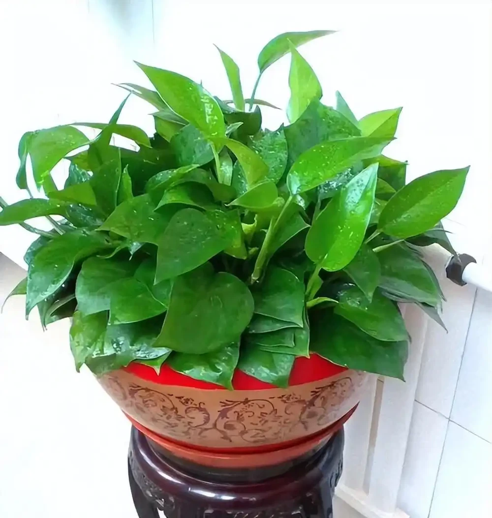 北方養黃金葛不腐根!死磕這1個關鍵點,葉子綠得冒油,爬滿整個陽臺