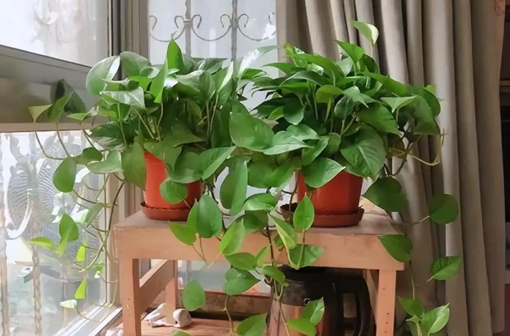 北方養黃金葛不腐根!死磕這1個關鍵點,葉子綠得冒油,爬滿整個陽臺