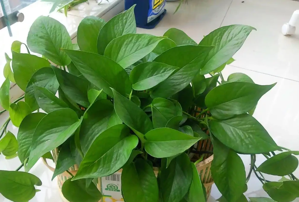 北方養黃金葛不腐根!死磕這1個關鍵點,葉子綠得冒油,爬滿整個陽臺