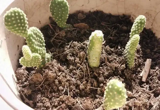 仙人掌腐根怎麼辦