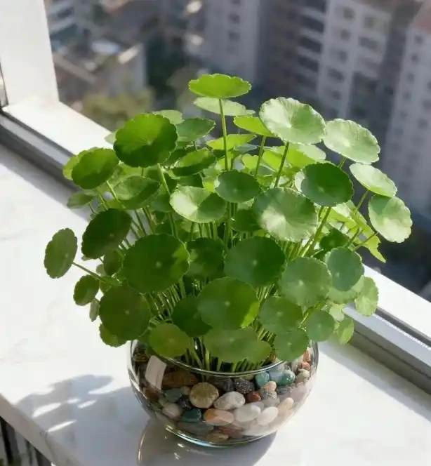 銅錢草水耕vs土耕終極PK!3年實測總結:這樣選少走90%彎路