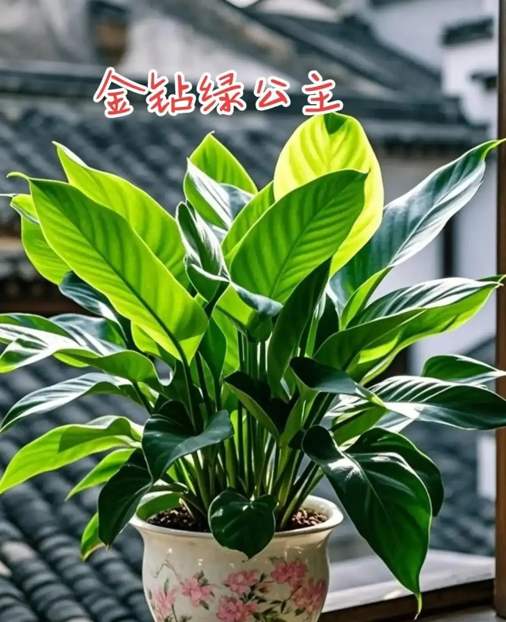 養金鑽的7個關鍵技巧:從黃葉焦邊到油亮滿盆,新手也能輕鬆逆襲