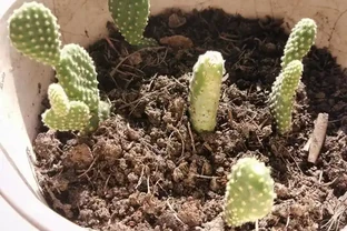仙人掌腐根怎麼辦