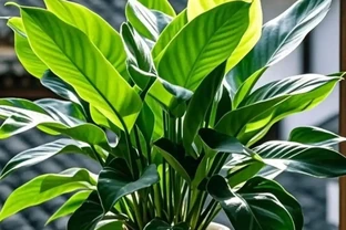 養金鑽的7個關鍵技巧：從黃葉焦邊到油亮滿盆，新手也能輕鬆逆襲