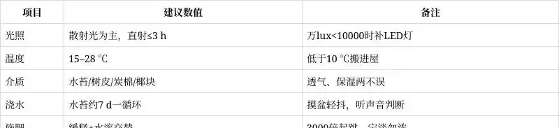 蝴蝶蘭「悶養」全攻略:新手慎入,老手也需步步為營