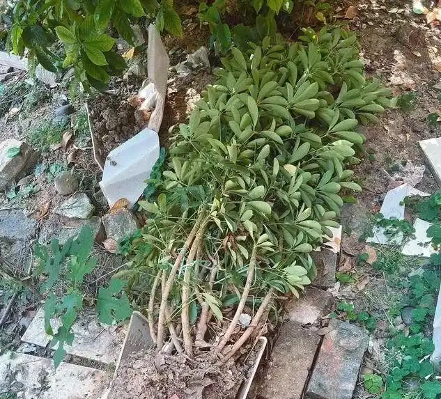 別買老樁了!保姆級教程:手把手教你讓鴨腳木「跳」出千元盆景感