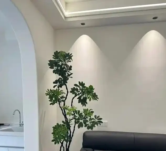 別買老樁了!保姆級教程:手把手教你讓鴨腳木「跳」出千元盆景感