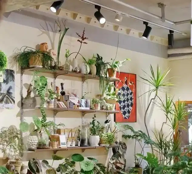 別買老樁了!保姆級教程:手把手教你讓鴨腳木「跳」出千元盆景感