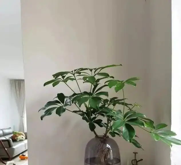 別買老樁了!保姆級教程:手把手教你讓鴨腳木「跳」出千元盆景感