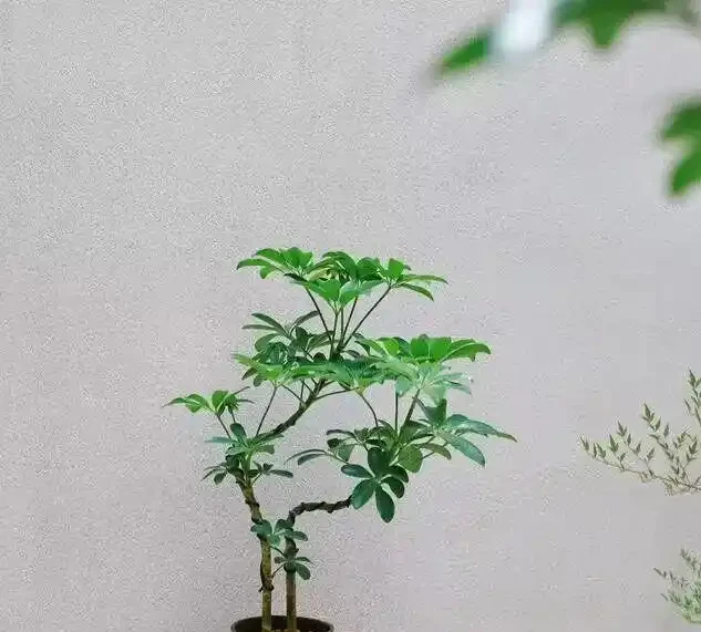 別買老樁了!保姆級教程:手把手教你讓鴨腳木「跳」出千元盆景感