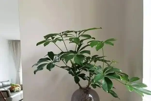 別買老樁了！保姆級教程：手把手教你讓鴨腳木「跳」出千元盆景感