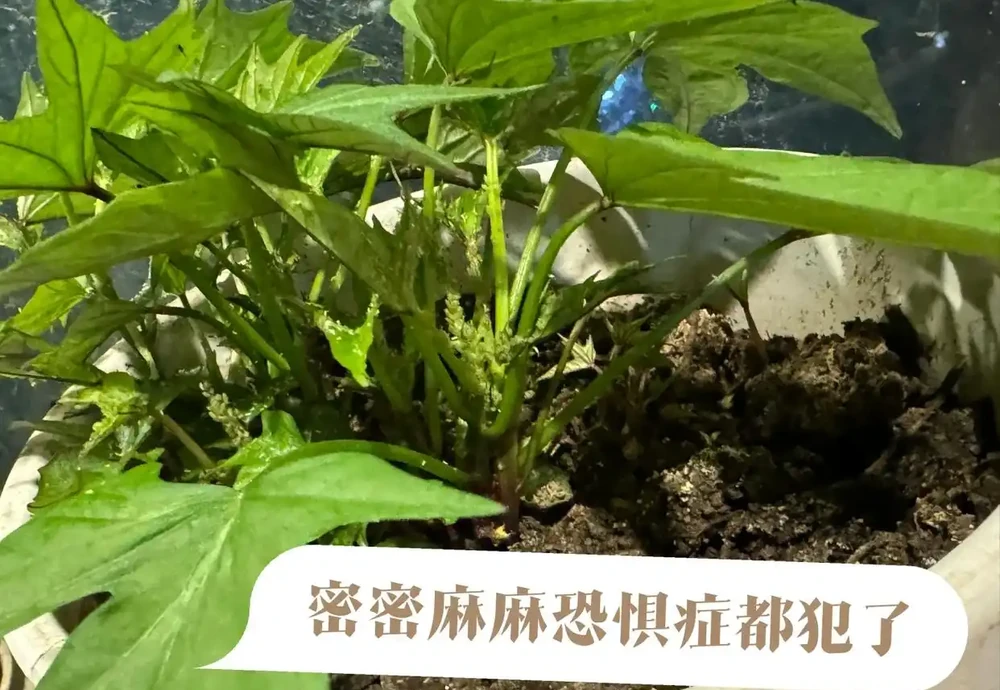 別再直接用啤酒澆花了！90%的人都做錯了，難怪你的花黃葉又腐根！