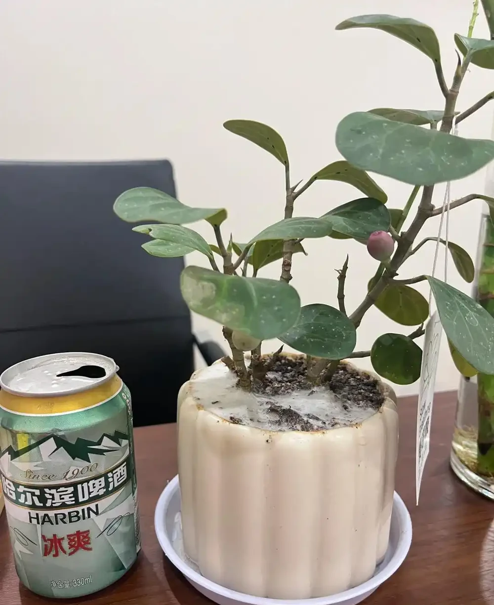 別再直接用啤酒澆花了！90%的人都做錯了，難怪你的花黃葉又腐根！