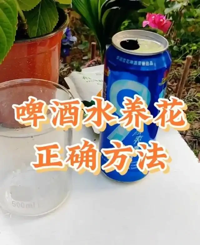 別再直接用啤酒澆花了！90%的人都做錯了，難怪你的花黃葉又腐根！