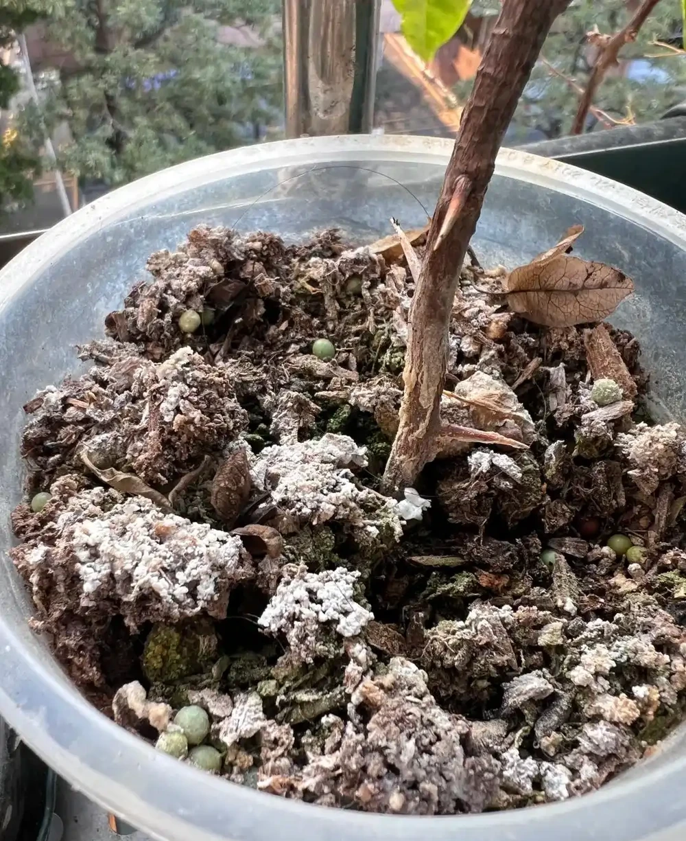 別再直接用啤酒澆花了！90%的人都做錯了，難怪你的花黃葉又腐根！