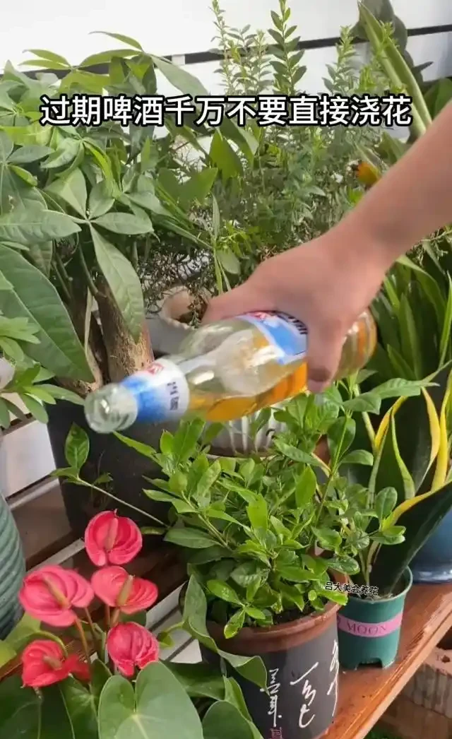 別再直接用啤酒澆花了！90%的人都做錯了，難怪你的花黃葉又腐根！