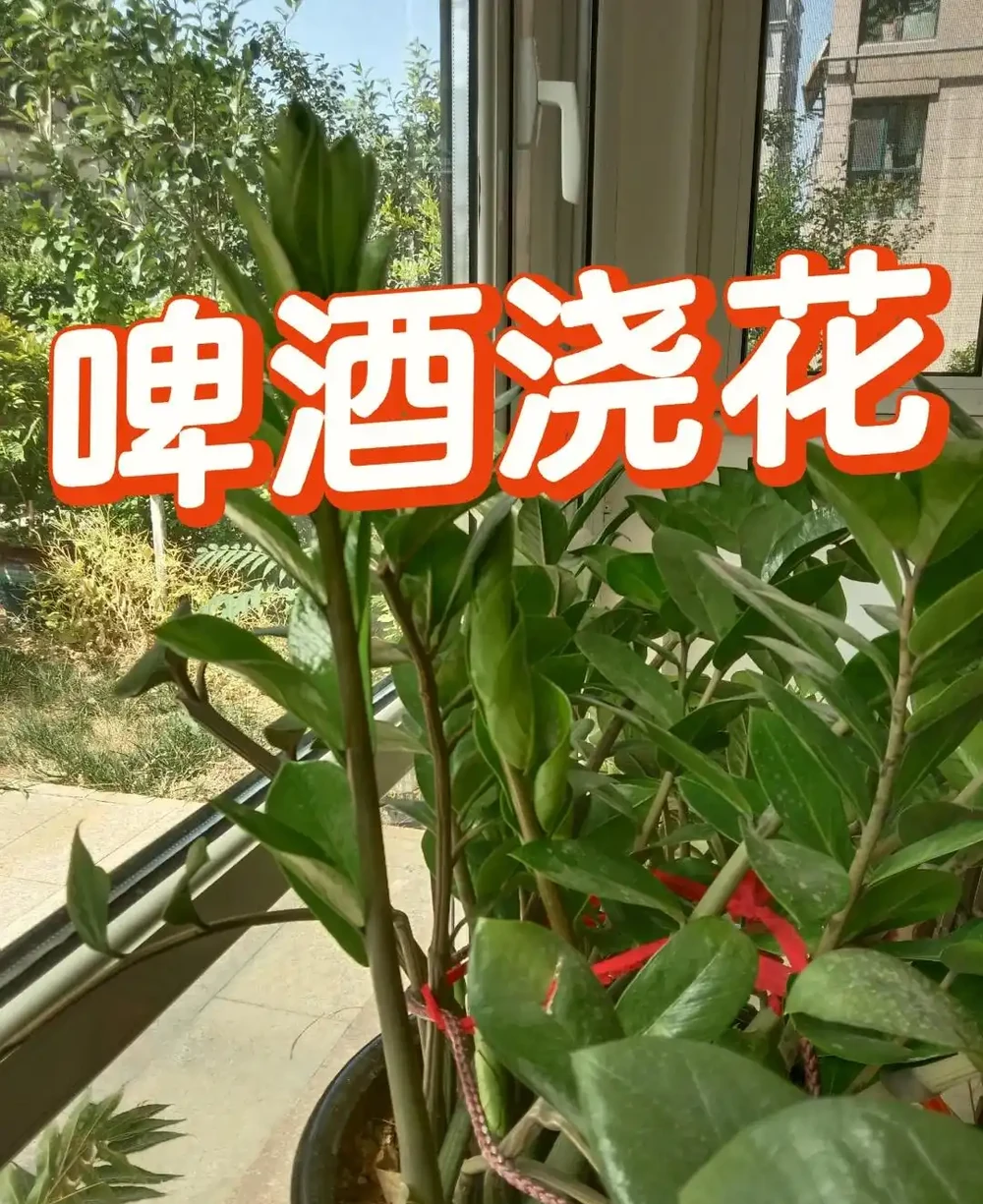 別再直接用啤酒澆花了！90%的人都做錯了，難怪你的花黃葉又腐根！
