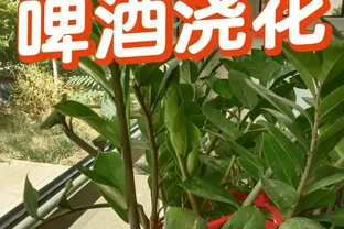 別再直接用啤酒澆花了！90%的人都做錯了，難怪你的花黃葉又腐根！