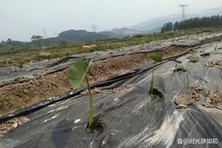 種芋頭別隻會埋！記住「淺種深蓋」四字訣，子芋多得挖不完