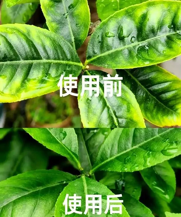 澆花不求人:家裡常見幾樣兌水,七天葉片綠油油